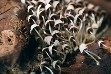 closeup of tiny fairy inkcap mushrooms