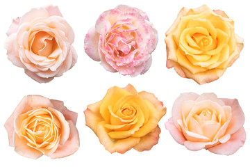 Blurred for Background.Beautiful rose isolated on the white background. Photo with clipping path.