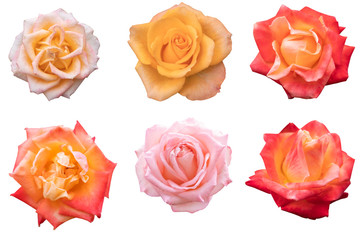 Blurred for Background.Beautiful rose isolated on the white background. Photo with clipping path.