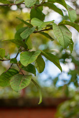 green leaves of a tree in spring