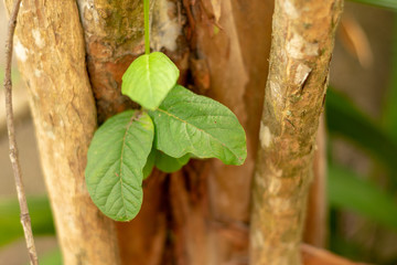 branch of a tree with green leaves