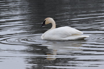 Trumpeter Swan Winter Season 