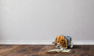 Dog study science. Mixed media