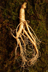 Ginseng root on moss