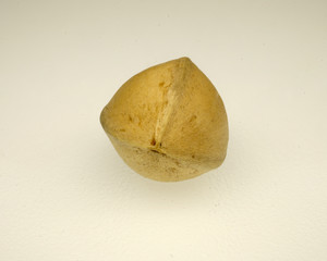 Seed of Ginkgo biloba (commonly known as ginkgo or gingko), white background