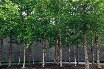 group of trees beside a wall