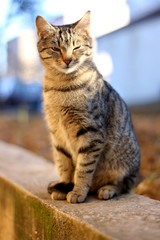 Naklejka na ściany i meble Cute brown tabby cat sitting outdoor and sunbathing. Selective focus.