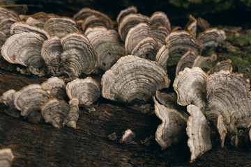 wood bark mushrooms on a tree