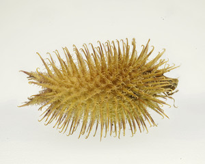 Seeds of Xanthium (X. orientale subsp. italicum). It is covered with stiff, hooked spines, which stick to fur and clothing and can be quite difficult to detach. shot with focus stacking