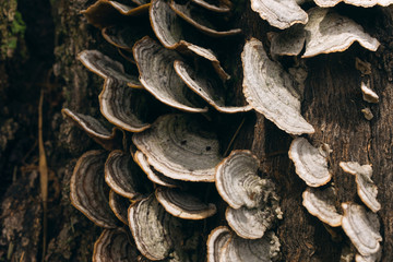 wood bark mushrooms on a tree