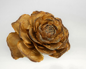 Pine cones (Cedrus deodara), looks like wood carving roses, on white background. Shot with focus stacking.