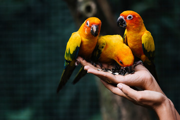 Fototapeta premium Hands holding wild birds in a zoo