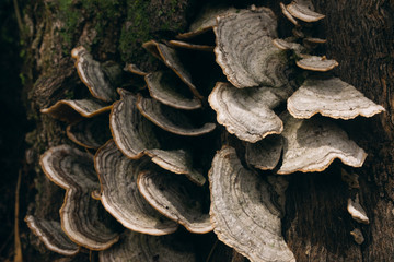 wood bark mushrooms on a tree