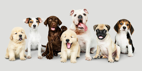 Group portrait of adorable puppies - obrazy, fototapety, plakaty
