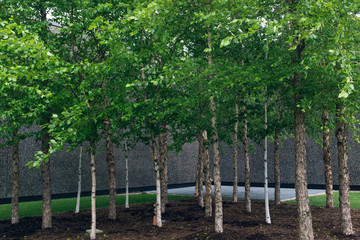 group of trees beside a wall