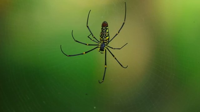 Spider closeup nephila pilipes, northern golden orb weaver or giant golden orb weaver one of the largest spiders in the world. With green nature forest bokeh background.