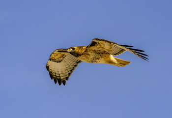 Red-Tailed Hawk in Glide - A red-tailed hawk glides overhead and is photographed in the wings outstretched, gliding position. Rocky Mountain Arsenal National Wildlife Refuge, Denver, Colorado.