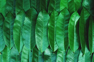 Green leaf arranged into pattern background, tropical nature wallpaper texture