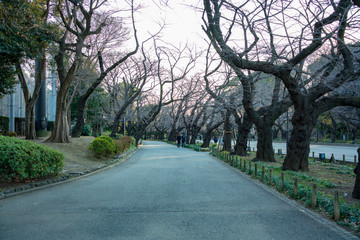 上野公園の夕景