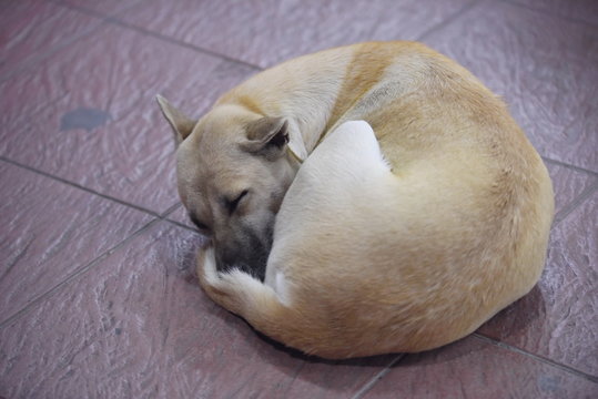 The sleeping dog is cold at the concrete floor in a peaceful night