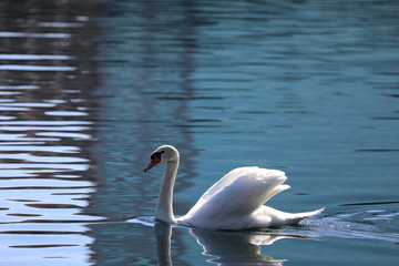 Swan on pond