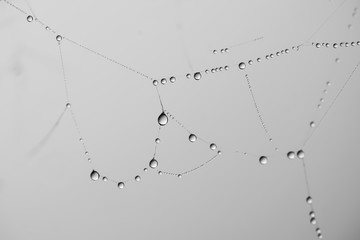 Water droplets on spider web