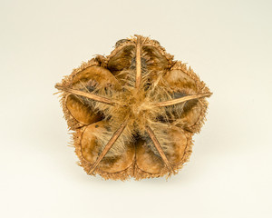 Amazing plant seeds(Abroma augusta) on white background. Shot with focus stacking.
