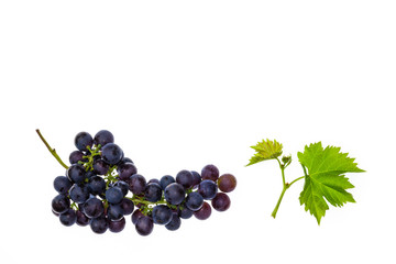 bunch of Pinot Noir grapes with leaves isolated on white background