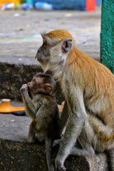 Obraz premium Kuala Lumpur, Malaysia