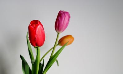 花　チューリップ　屋内