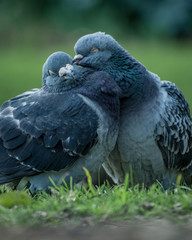Two pigeons in love