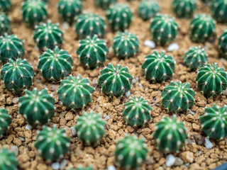 Cactus plant in pots
