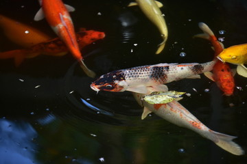 Koi Carp Fishes in fish pond With the sunlight in the morning of the day.Beautiful golden koi fish...