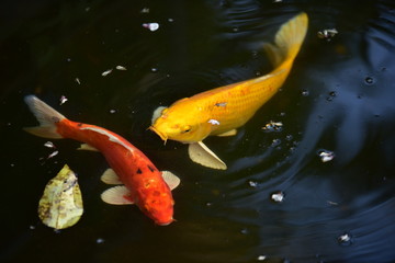 Koi Carp Fishes in fish pond With the sunlight in the morning of the day.Beautiful golden koi fish...