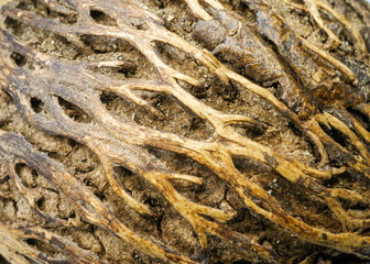 Amazing plant seed of Cerbera manghas, also called Pong pong seed, sea mango. On white background.