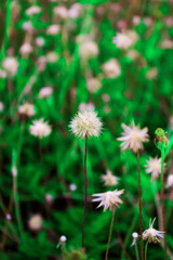 White Bushy Tiny Flower in a Field