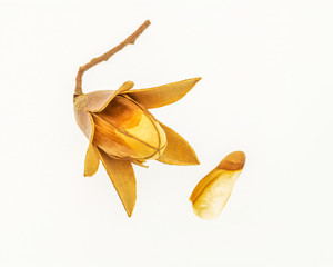 Fruit and seeds of Toona sinensis, seem like flowers. White background.
