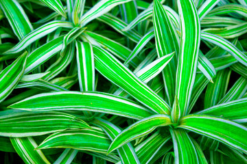 Tropical Green and White Leafy Plant Dwarf Fern Leaf