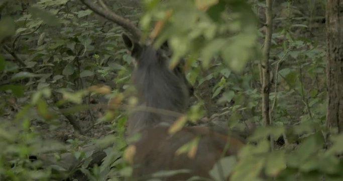 A barasingha swamp deer in the forest.