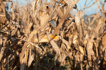 A yellow cob of corn on the field