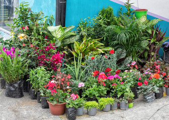 Sale of flowers in pots on the market. Quito. Ecuador