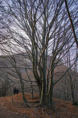 Panoramic view of a mountain beech forest in winter.