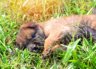 puppy cute dog playing lying on green grass in the park / black brown little baby dog asia thai in garden outdoors