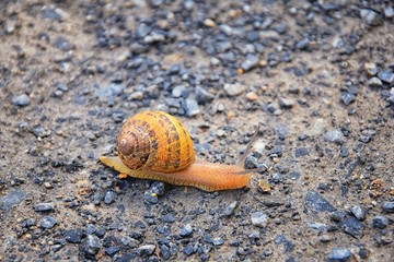 Macro view of common Brown Garden Snail (Cornu aspersum) which is a species of land snail. A terrestrial pulmonate gastropod mollusc in the family Helicidae. Known incorrectly as Helix aspersa for two