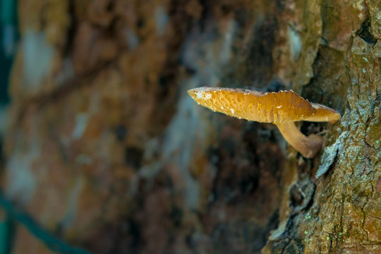 Mushroom growing in a stump