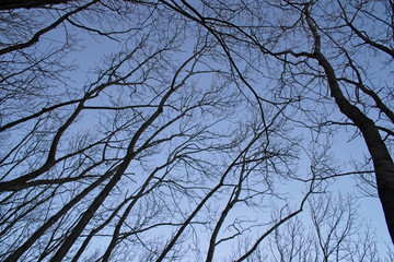 View from below of bare tree branches, which stand out in the blue sky in winter.