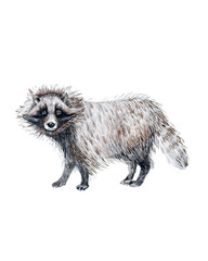 Watercolor illustration of a raccoon. Isolated on white background.