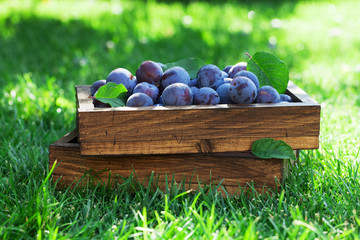 Garden plums in wooden box