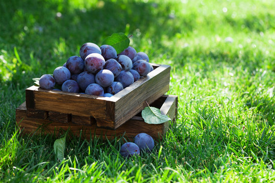 Garden plums in wooden box