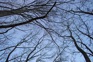 View from below of bare tree branches, which stand out in the blue sky in winter.